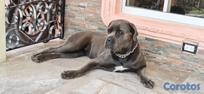 Cane Corso