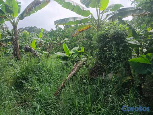 solares y terrenos - finca de 5 tareas en Monte Plata  3