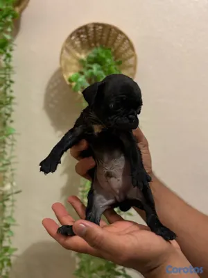 animales y mascotas - pug de Venta 2