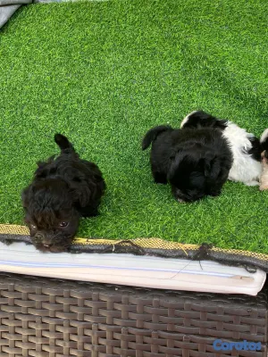 animales y mascotas - hermosos cachorritos de shipoo toy  7