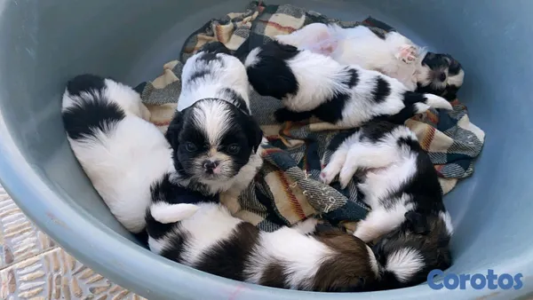 animales y mascotas - hermosos cachorritos de shitzu toy 2