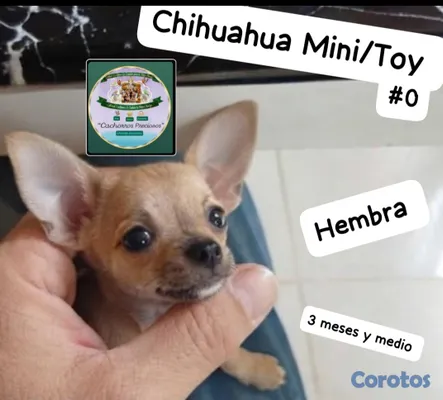 animales y mascotas - Chihuahua Mini/Toy/Micro #0 2
