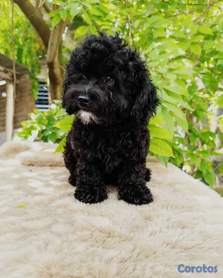 animales y mascotas - OFERTA CACHORRO POODLE TOY AMBO SEXO UBICADA EN SA 3