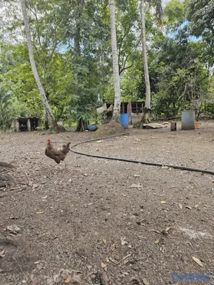 solares y terrenos - Se vende este terreno esta ubicado en bayaguana  7