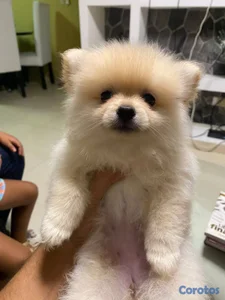 Especial de cachorro pomerania ambos sexo en santo