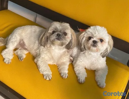 animales y mascotas - Shihtzu Machos y Hembra’s  7