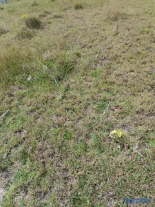 se vende terreno en punta cana bávaro ideal para Villa o 🏡 casa de campo 