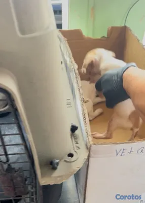 animales y mascotas - Cachorros de Pitbull 8,000 aprovecha la oferta.  6