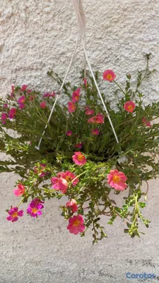 cursos y clases - Aprende a cuidar tus plantitas 8