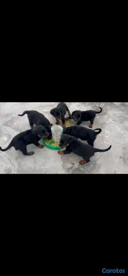 animales y mascotas - 🐾 Cachorros Rottweiler con Pedigree – Excelente Línea de Sangre 🐾 7