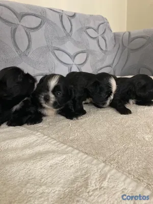 animales y mascotas - Shihtzu ambos sexos 4