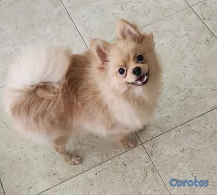 animales y mascotas - POMERANIA MACHO 2