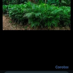 Dale un toque tropical y eleganter atuhogarconesta hemosa palma