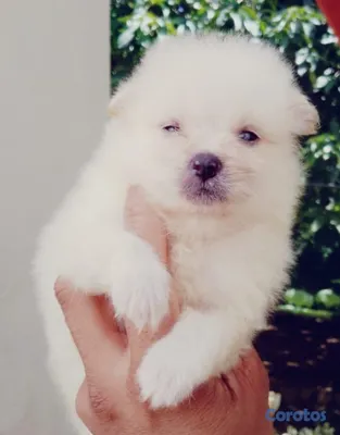 animales y mascotas - Cachorros Pomeranias Disponibles  2