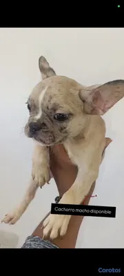 decoración y accesorios - bulldog francés cachorro  2