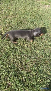 OFERTA CACHORRO SALCHICHA MACHO UBICADO EN SANTO DOMINGO Y TIENE 