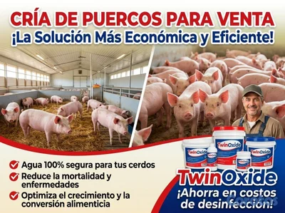 TwinOxide® - Desinfectante de Agua para Fincas de Cerdos-Ahorra en Medicamentos