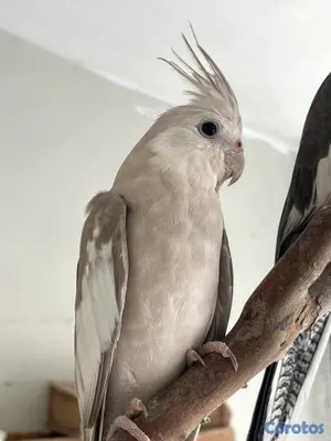 animales y mascotas - 🦜💕 CACATÚAS NINFAS / COCKATIELS 4