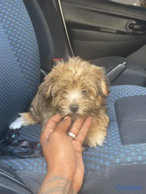 animales y mascotas - Shih-poo 3