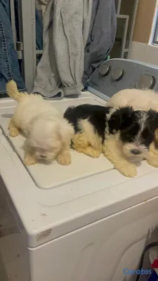 animales y mascotas - Cachorros Shihpoo  2
