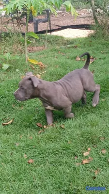 animales y mascotas - Pitbull 8