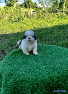 hermosos cachorritos de shitzu toy