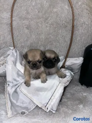 animales y mascotas - pug 4