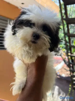 animales y mascotas - OFERTA CACHORRO SHIPOO MACHO UBICADO EN SANTO DOMI 2