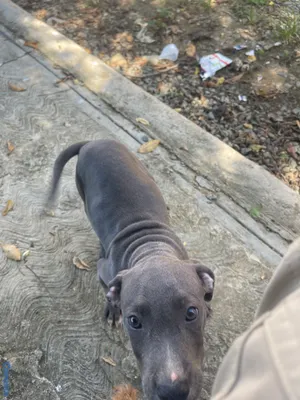 animales y mascotas - Pitbull Terrier  9