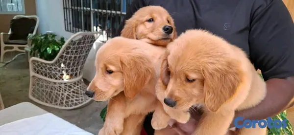 animales y mascotas - hermosos cachorritos de golden retrievee  9