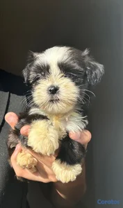 OFERTA CACHORRO SHIPO HEMBRA UBICADO EN