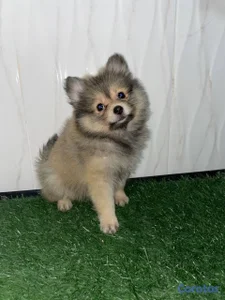 OFERTA CACHORRO POMERANIA AMBOS SEXO UBICADO EN SA