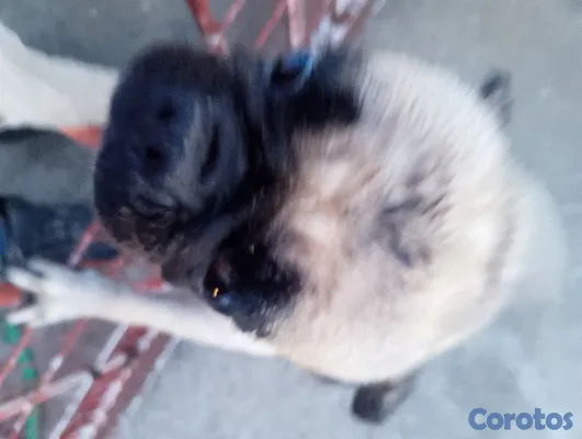 animales y mascotas - Pug cachorro pequeño perro pequeño  4