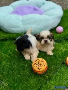 Shipoo 