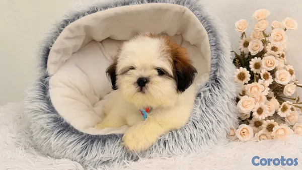 animales y mascotas - Shihtzu dos meses Ambos Sexos  2