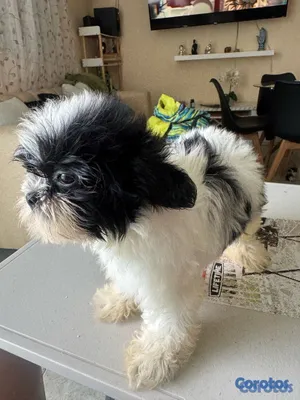 animales y mascotas - vendo cachorros shit tzu raza pura  7
