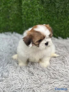 OFERTA CACHORRO SHIH TZU MACHO UBICADO EN SANTO DO