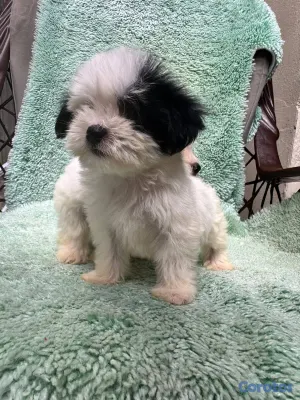 animales y mascotas - Especial de cachorro shipoo macho en santiago esta 3