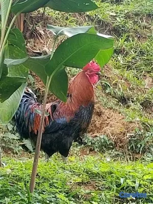 solares y terrenos - SE VENDE HERMOSA FINCA EN EL CACAO de San Cristoba 4