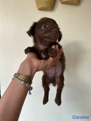 animales y mascotas - CHIHUAHUA MARIPOSA  13