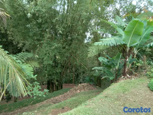 solares y terrenos - SE VENDE HERMOSA FINCA EN EL CACAO de San Cristoba 7