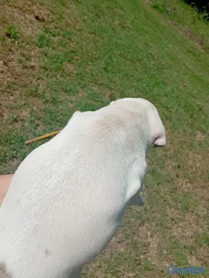 animales y mascotas - Cachorras Pitbull en venta  5