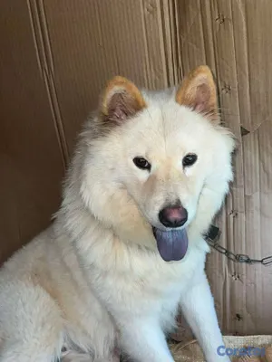 animales y mascotas - cachorros chow chow en venta 15,000 2