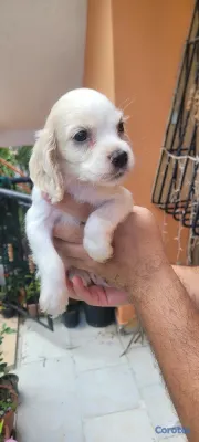 animales y mascotas - OFERTA CACHORRO COCKER SPANIEL MACHO UBICADO EN SANTO DOMINGO Y  4