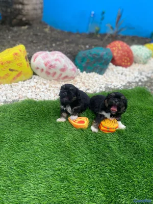 animales y mascotas - Cachorros Shipoo 2