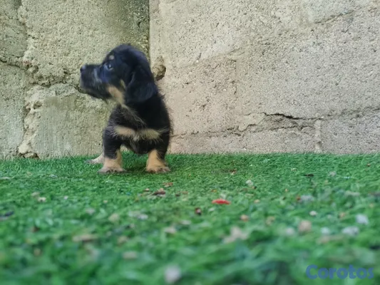animales y mascotas - Cachorro Chipoo Macho 2