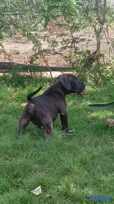 animales y mascotas - Pitbull 2