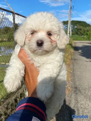 animales y mascotas - cachorro maltipoo 2