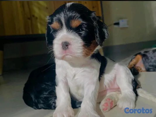 animales y mascotas - hermosos cachorritos King cavalier  3