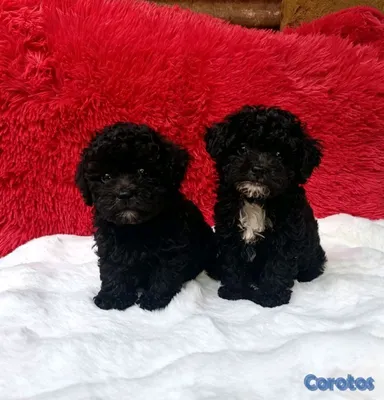 animales y mascotas - poodle miniatura ambos sexos  4